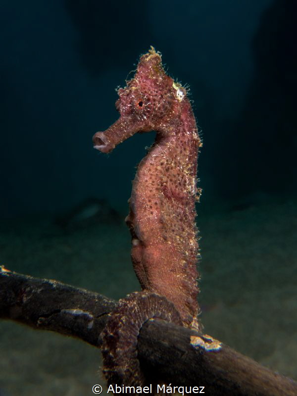Seahorse by Abimael Márquez 