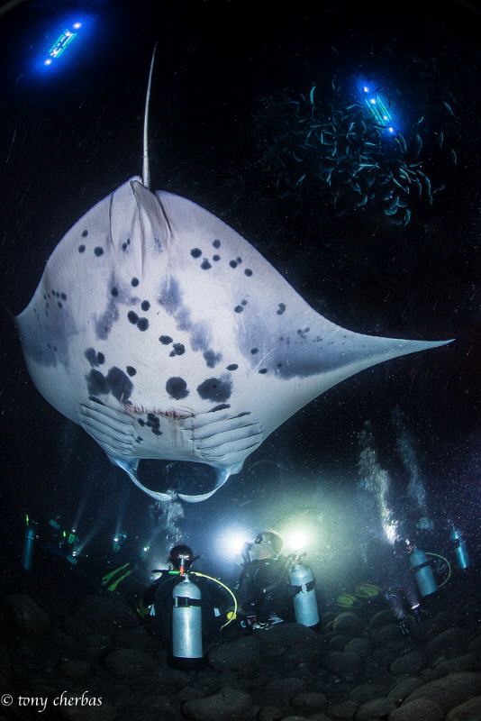 Manta Disco by Tony Cherbas 