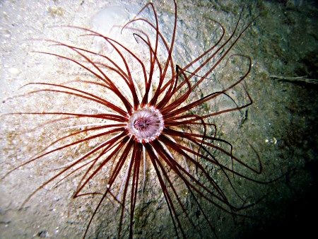 Burrowing anemone in the silt at the bottom of Loch Hyne by Dawn Watson 