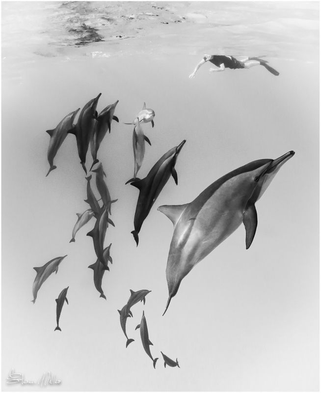 Spinners and a lucky snorkeler by Steven Miller 