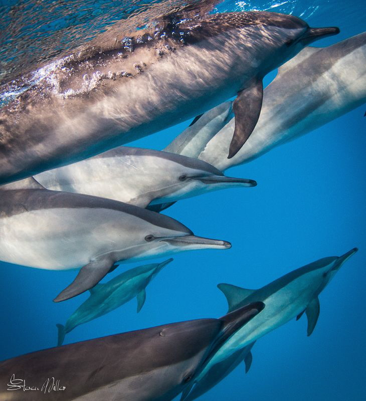 Twins by Steven Miller 