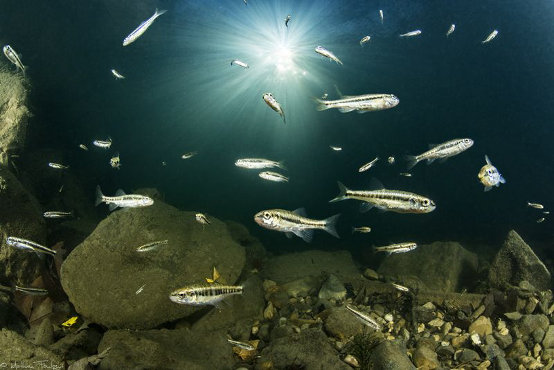 common minnow (Phoxinus phoxinus) with remote control, Le... by Mathieu Foulquié 
