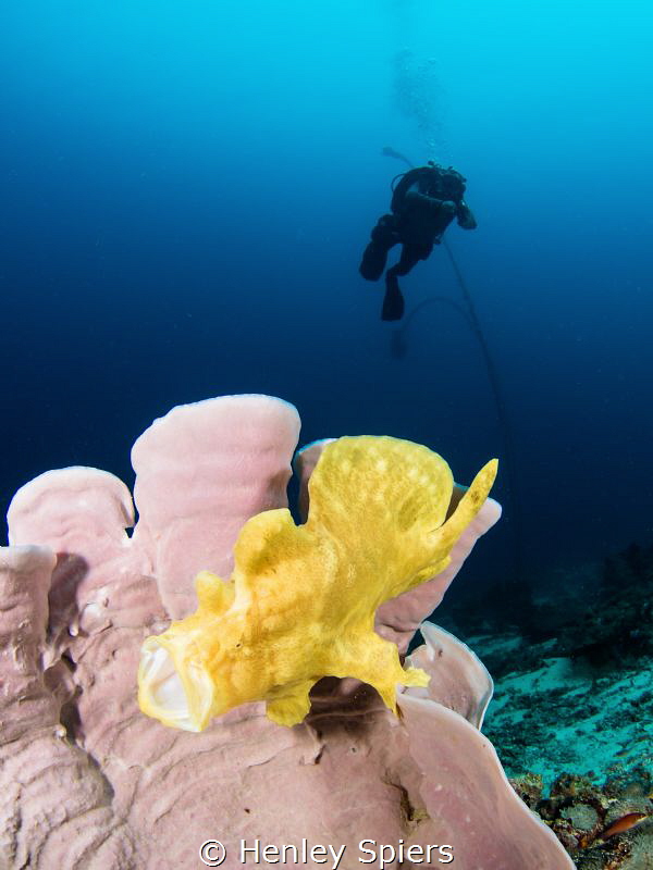 Giant Frogfish Yawn by Henley Spiers 