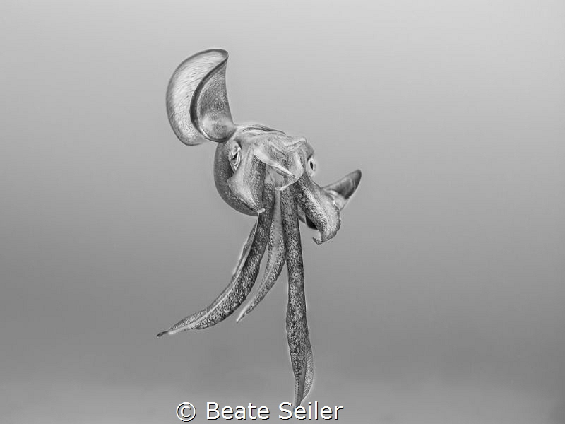 Sepia in B/W by Beate Seiler 