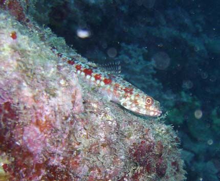 Image taken from the shores of Okinawa, Japan with Sea&Se... by Andrew Page 