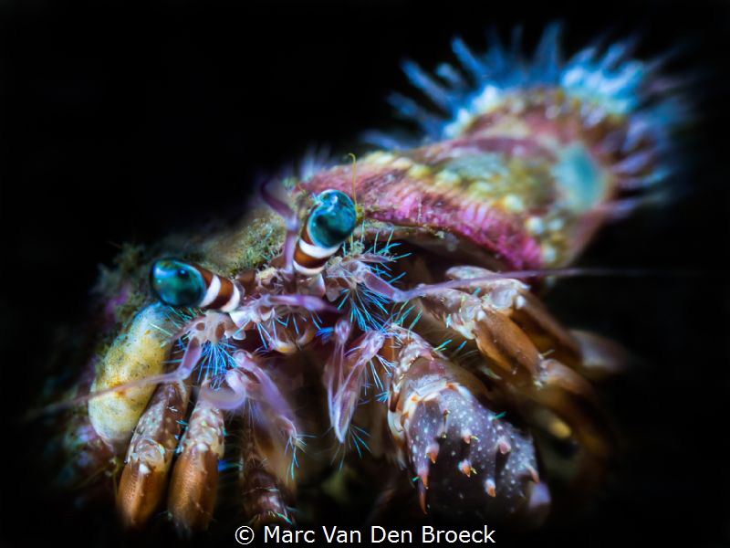 Heremietkreeft by Marc Van Den Broeck 