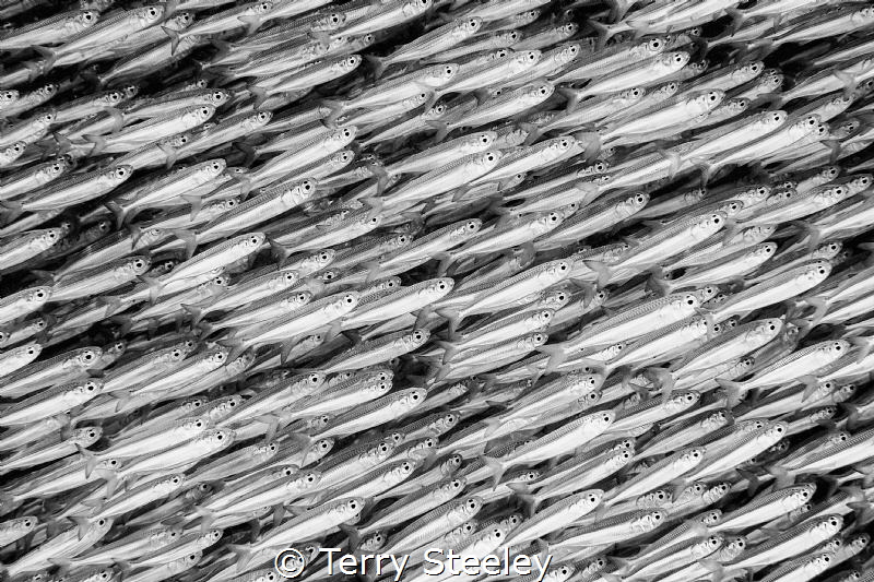 Bait fish being schooled by juvenile reef sharks
— Subal... by Terry Steeley 