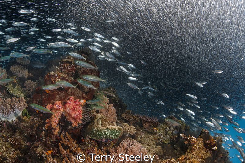 Hunted! A sensational experience as thousands of fish rac... by Terry Steeley 