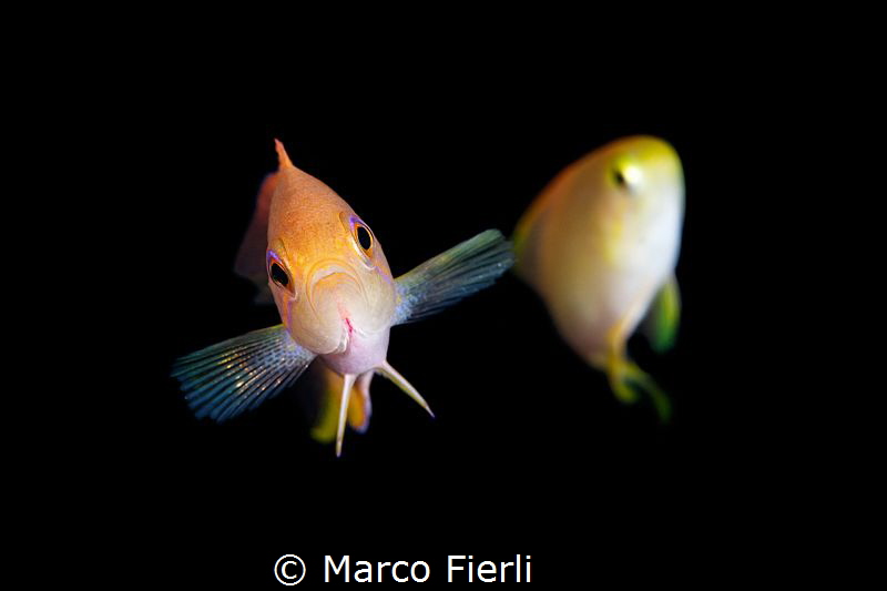 Anthias
3772x2515 by Marco Fierli 