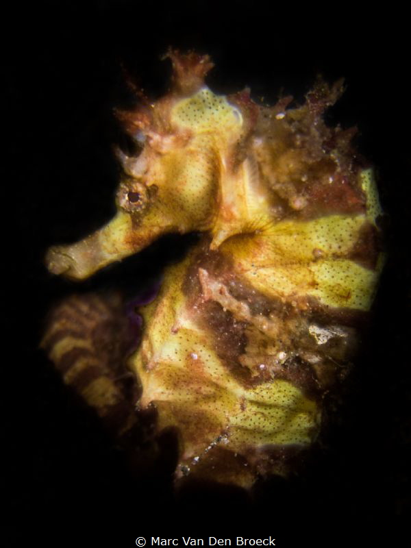 Yellow horse by Marc Van Den Broeck 