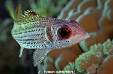 Clearfin squirrelfish (Neoniphon sammar) by Thomas Bannenberg 