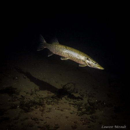 Pike in a Belgian lake by Laurent Miroult 