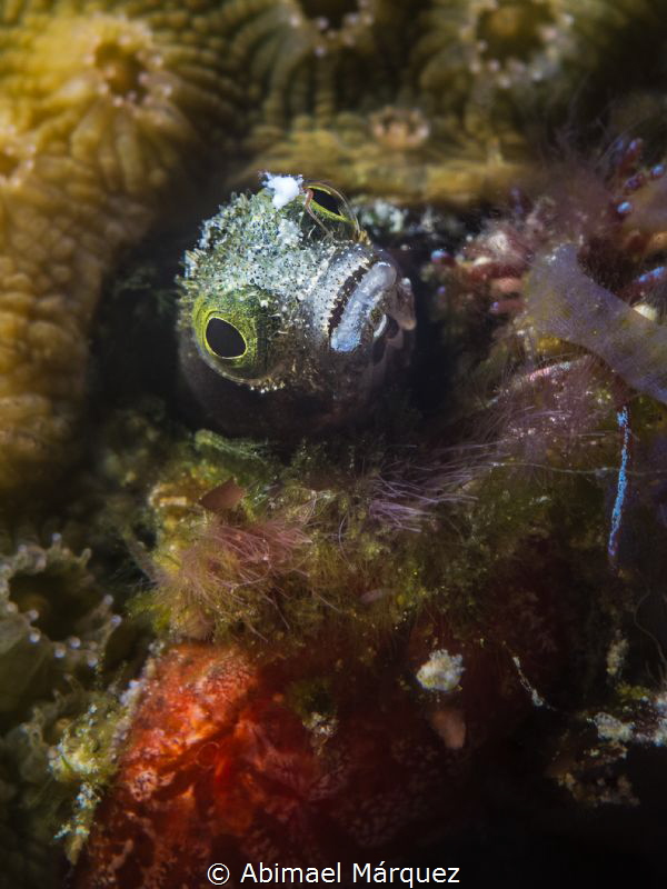 Un Blenio en Guanica. by Abimael Márquez 