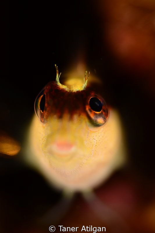 Blenny portrait. Nikon D7100 + 105mm VR + Nauticam SMC. f... by Taner Atilgan 