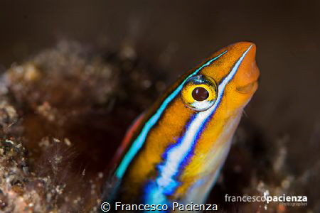 Hello! by Francesco Pacienza 