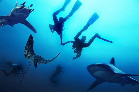 Nikon D2x - Composing-PhotoShop - the fish by Manfred Bail 