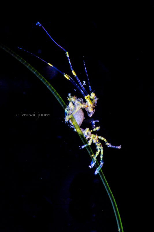 Caprella sp. by Wayne Jones 