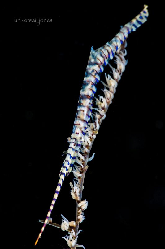 Tozeuma armatum by Wayne Jones 
