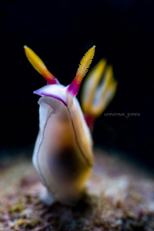 Chromodoris bullocki by Wayne Jones 