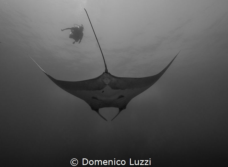 Silent gliding of giant manta by Domenico Luzzi 