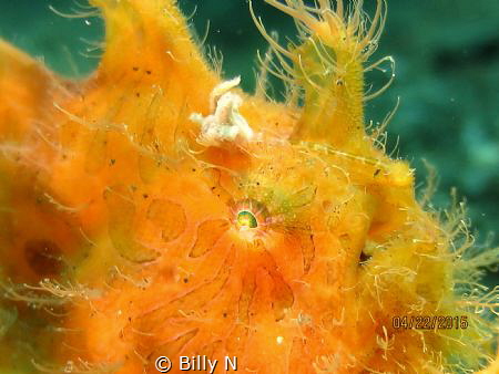 Bad hair day by Billy N 