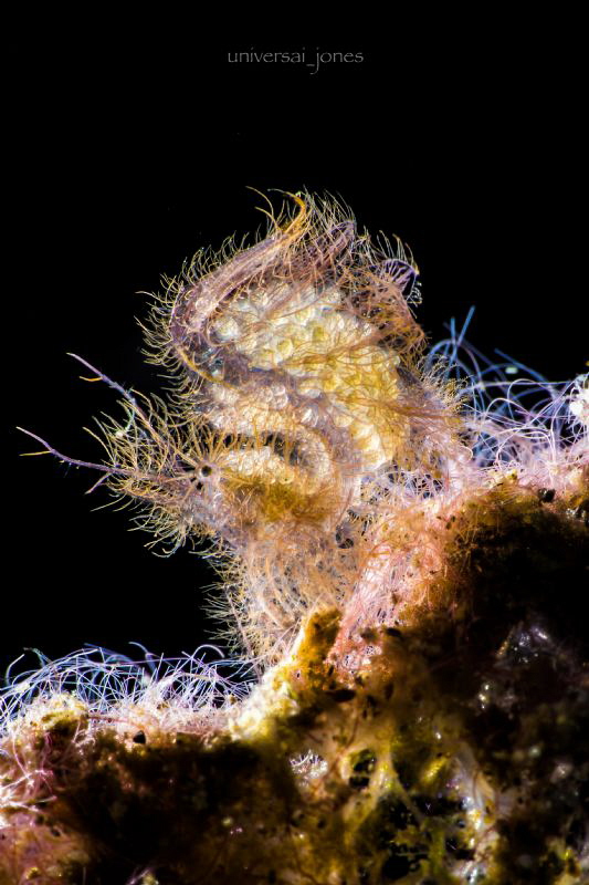 Phycocaris simulans by Wayne Jones 