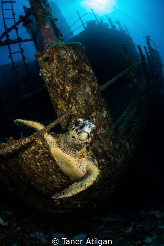 Turtle on Giannis D by Taner Atilgan 