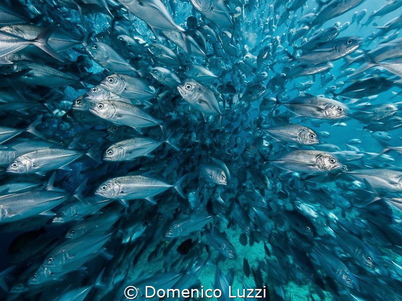 ONE DIRECTION ONLY by Domenico Luzzi 