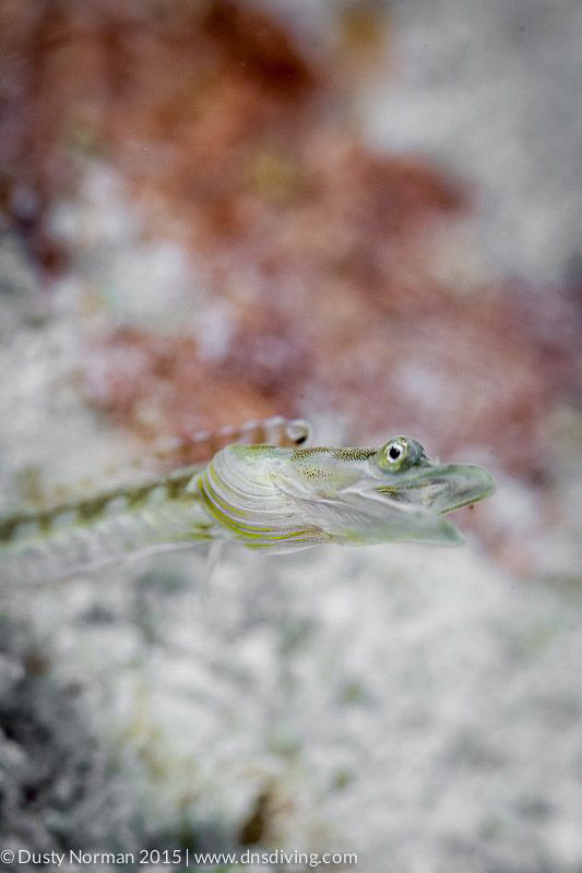 "Blenny Roar"
A Pyke Blenny shows his teeth. by Dusty Norman 