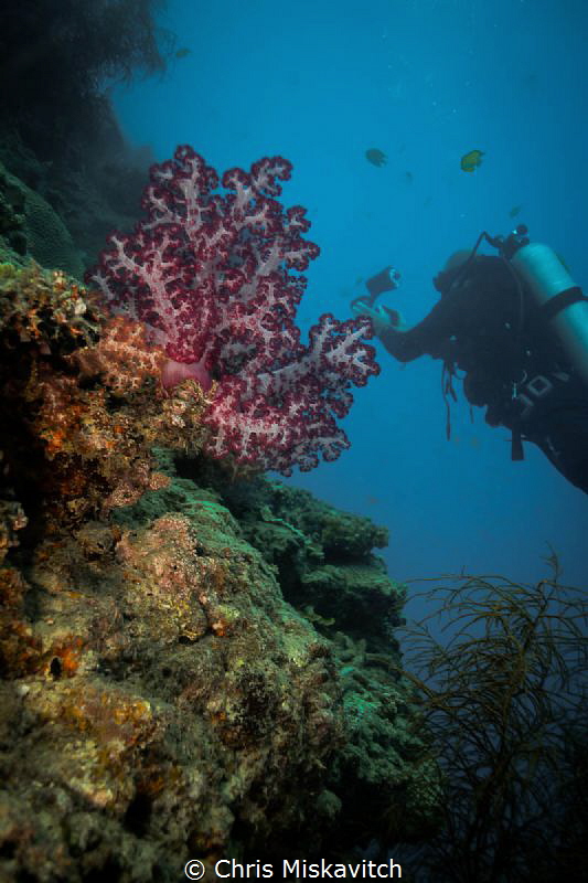 Soft Coral with diver ..... by Chris Miskavitch 
