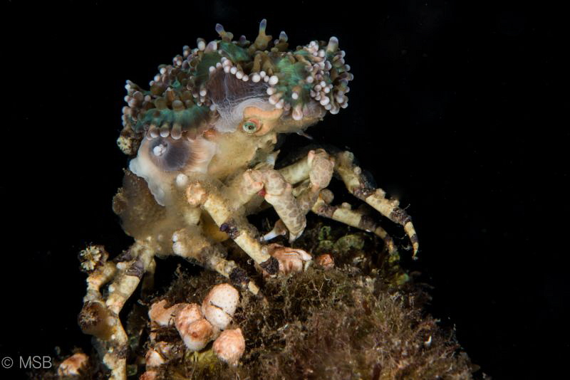 Decorator crab. by Mehmet Salih Bilal 