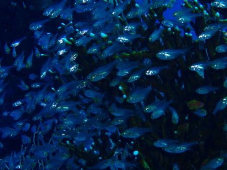 glassfish by Dino Imbimbo 