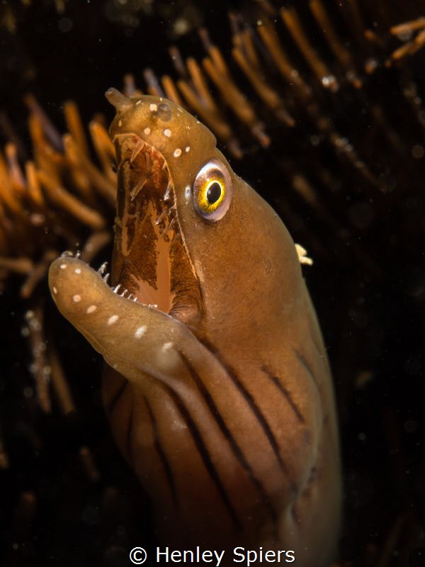 Chestnut Moray Eel by Henley Spiers 