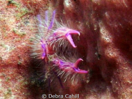 Hairy Squat Lobster Tulamben Bali by Debra Cahill 