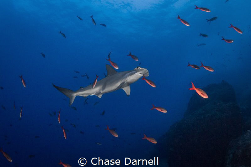 "Clean Me"
The Hammerheads would almost freeze their mot... by Chase Darnell 