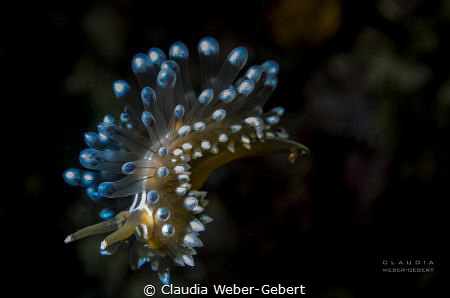 free falling..........
Janolus cristatus swimming free by Claudia Weber-Gebert 