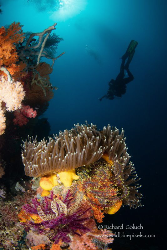 Raja Ampat, Indonesia by Richard Goluch 