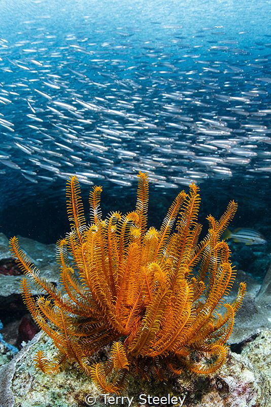 Sea fern and bait ball by Terry Steeley 