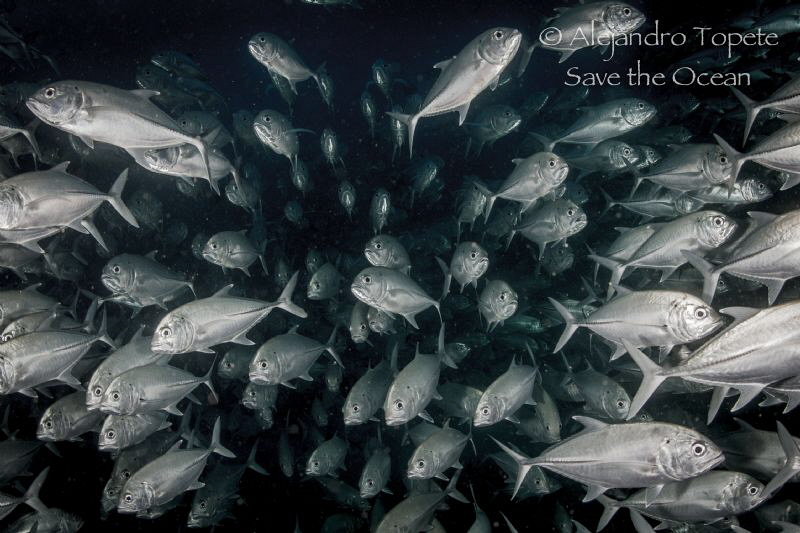 Jacks in black, Cabo Pulmo México by Alejandro Topete 