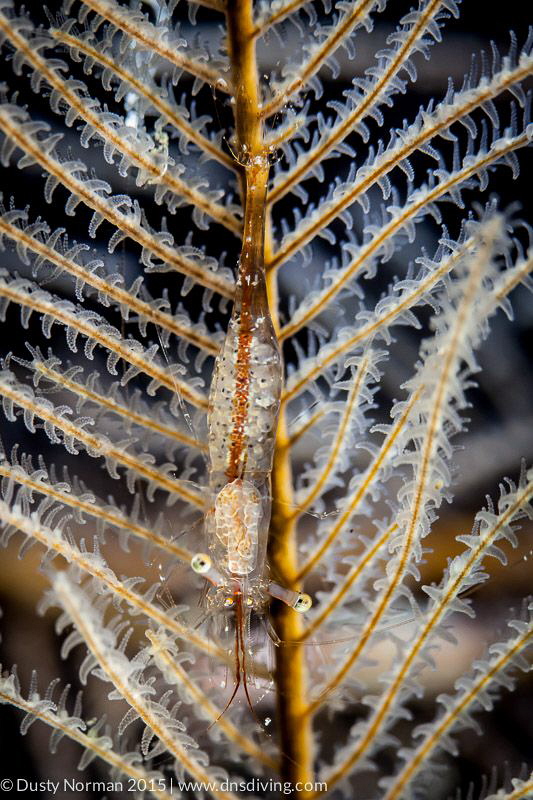 "Crazy Eyes" 
A Black Coral Shrimp with eggs. by Dusty Norman 