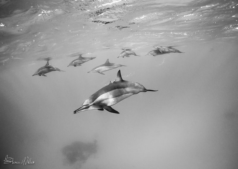 Squadron by Steven Miller 