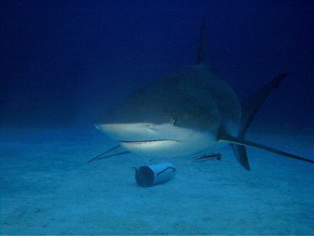 This photo was taken off Grand Bahamas Island in 2003. I ... by Steven Anderson 