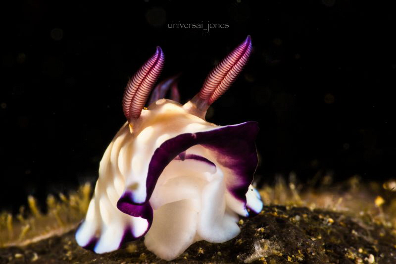 Goniobranchus hintuanensis by Wayne Jones 