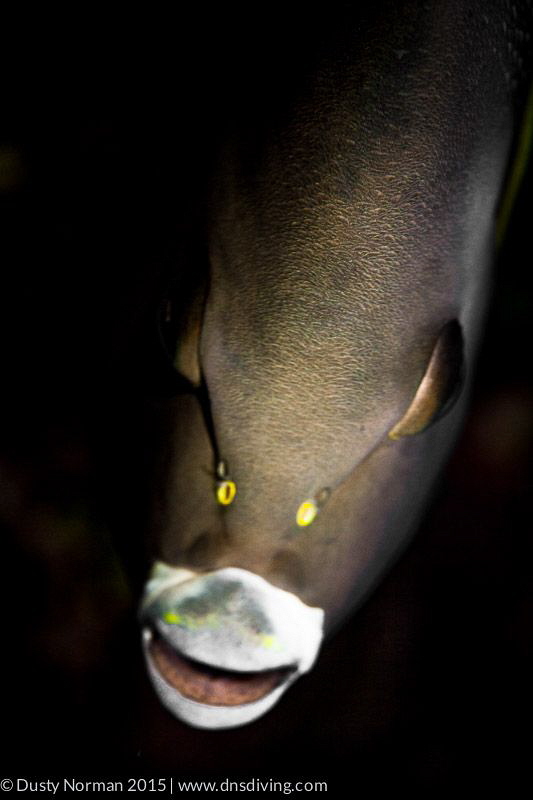 "Close Up"
A French Angel Fish portrait. by Dusty Norman 