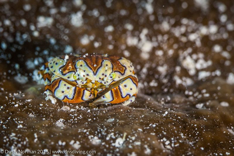 "Blending"
A Gaudy Clown Grab blends in with his surroun... by Dusty Norman 