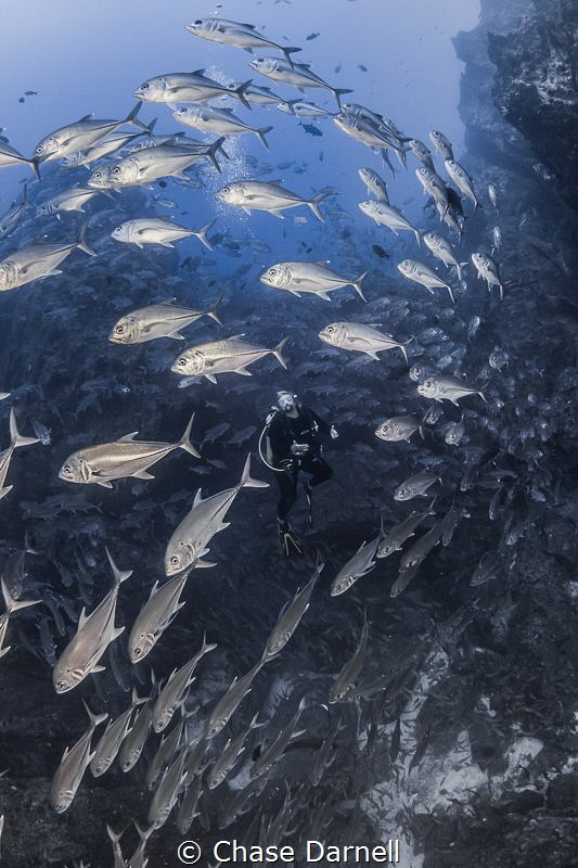 "Engulfed"
A Diver is surrounded by a huge school of Jac... by Chase Darnell 