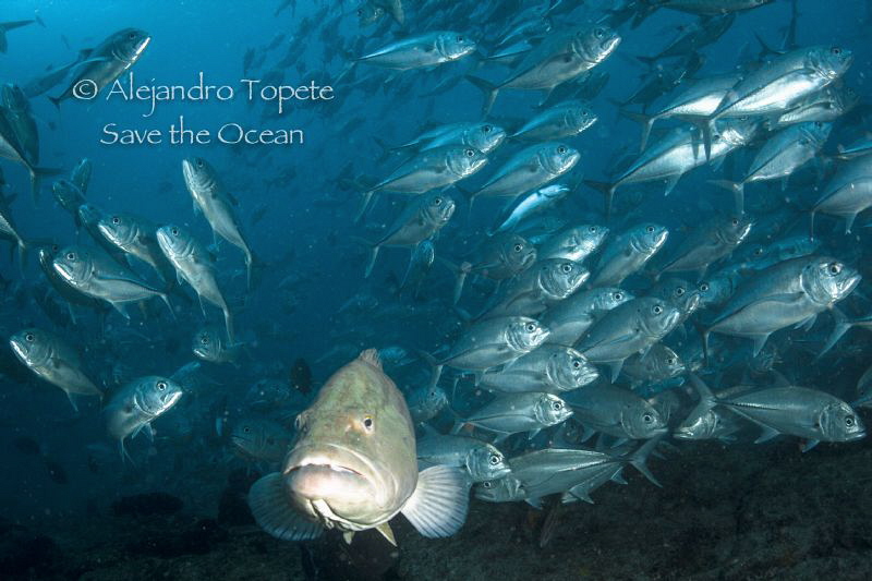 great Grouper with Jacks, Cabo Pulmo Mexico by Alejandro Topete 