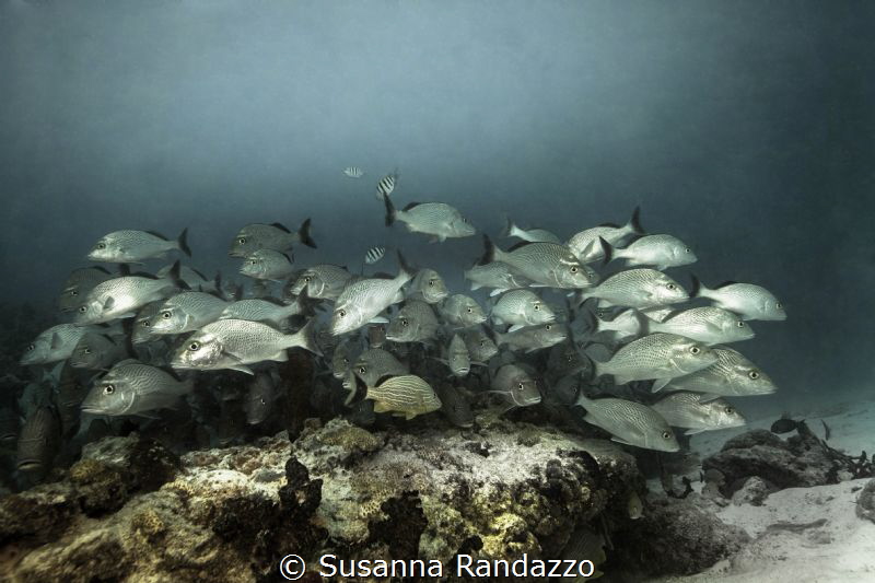 the undecided .. by Susanna Randazzo 