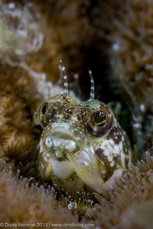 Blenny Portrait. 
 by Dusty Norman 