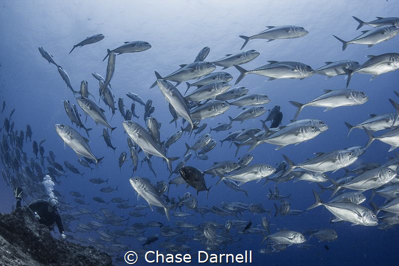 "Court Side"
An on looking diver watches a huge school o... by Chase Darnell 
